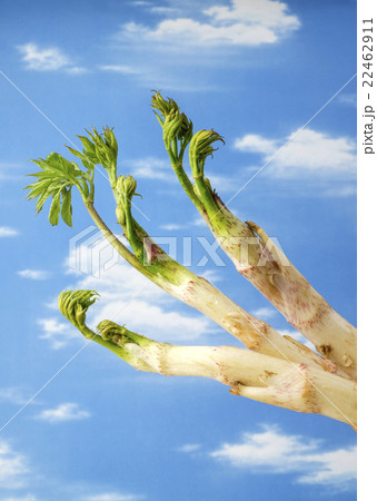 ウド ウドの茎と葉 の写真素材 ウド ウドの茎と葉 の写真素材