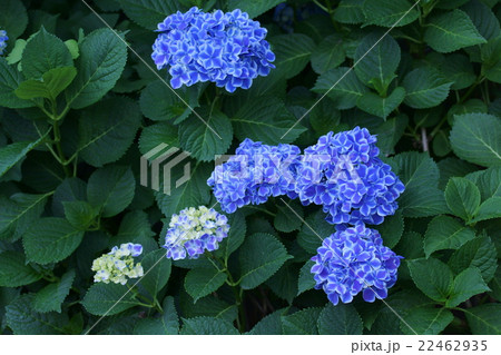 西洋紫陽花 ババリア 花言葉は「元気な女性」 西洋紫陽花 ババリア 花言葉は「元気な女性」 22462935