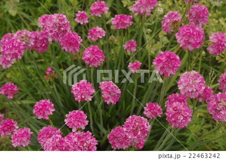 アリュームの花の写真素材