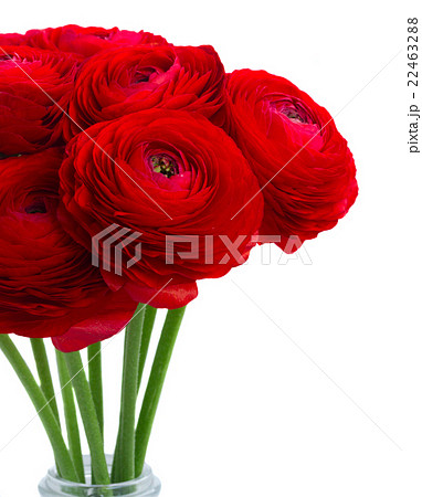 red ranunculus flowers 22463288