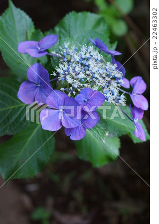 萼紫陽花 花言葉は 一家団欒 の写真素材