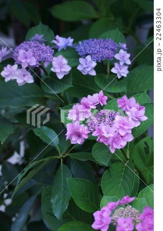 萼紫陽花 花言葉は 家族の結びつき の写真素材