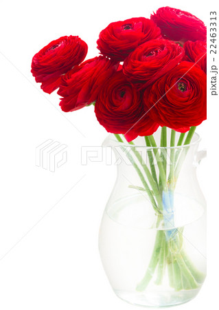 red ranunculus flowers 22463313