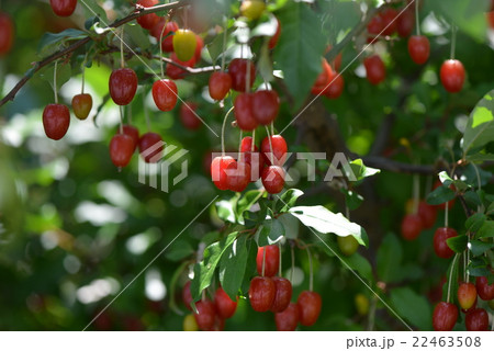 ナツグミの果実 22463508