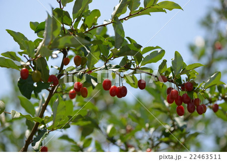 ナツグミの果実 22463511