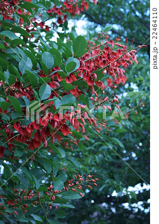夏の花アメリカデイゴ 花言葉は「夢」 夏の花アメリカデイゴ 花言葉は「夢」 22464110