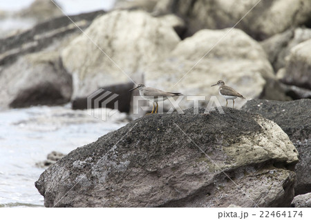 キアシシギ 22464174