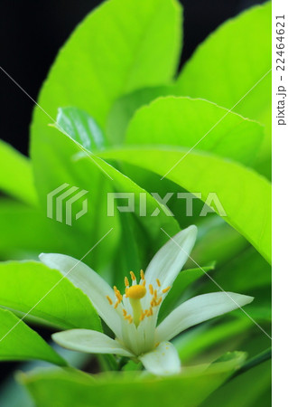 レモンの花 レモンの花 22464621