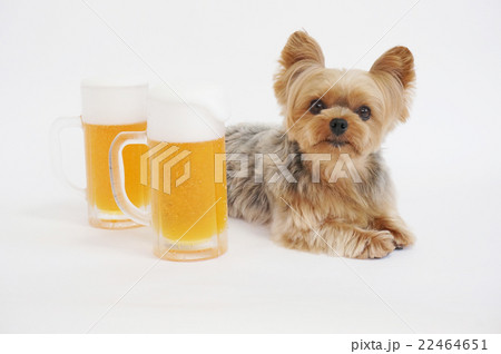 ビールとヨーキー 22464651