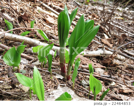 春の恵み ギョウジャニンニク 春の恵み ギョウジャニンニク 22464853
