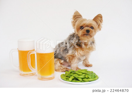 ビールとヨーキー 22464870
