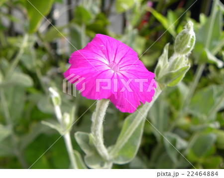 春に咲く桃色の花ビロードソウ花の写真素材 [22464884] - PIXTA