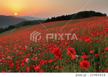 夕日に染まる埼玉県皆野町天空のポピー畑 22464918
