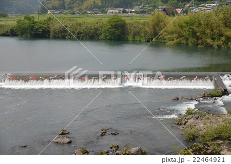 四万十川のミニ鯉のぼり 22464921