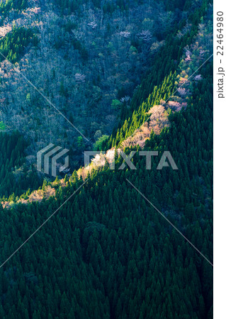 春のナメゴ谷 春のナメゴ谷 22464980