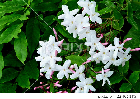 羽衣モジャスミン 羽衣モジャスミン 22465185