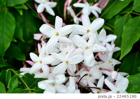 羽衣モジャスミン 羽衣モジャスミン 22465190