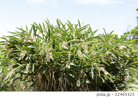 月桃の花 月桃の花 22465325