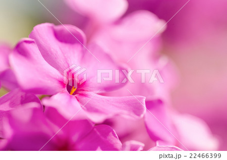 Phlox flower Phlox flower 22466399