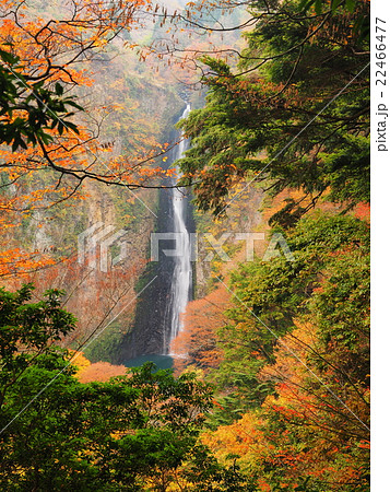 紅葉の震動の滝 紅葉の震動の滝 22466477
