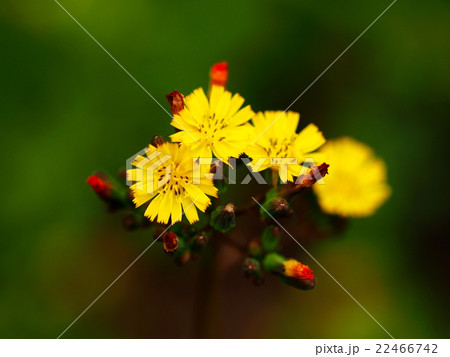 オニタビラコ 22466742