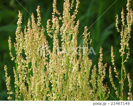 スイバ スイバ 22467149