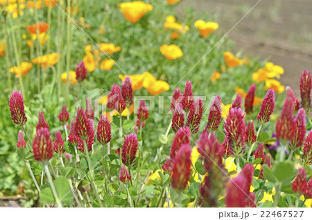 ストロベリーキャンドル 22467527