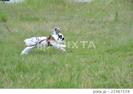 みずとりの浜公園　うさんぽ 22467559