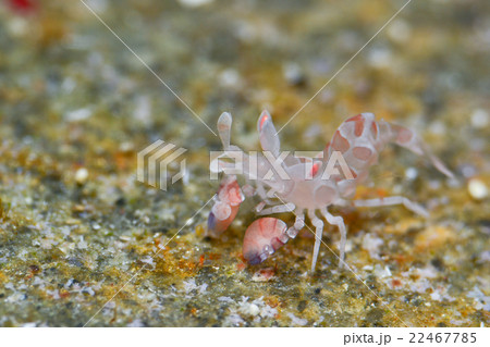 フリソデエビ フリソデエビ 22467785