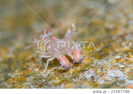 フリソデエビ 22467786