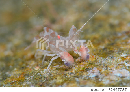 フリソデエビ 22467787