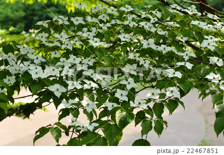 やまぼうし やまぼうし 22467851