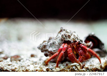 Hermit crab close up 22467917