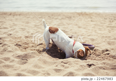 Small Jack Russel puppy dog playing on the beach Small Jack Russel puppy dog playing on the beach 22467983