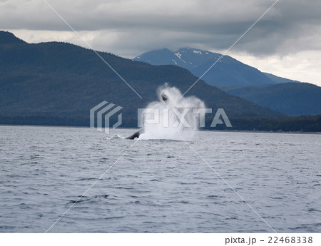 Humpback whale breaching near Juneau, Alaska 22468338