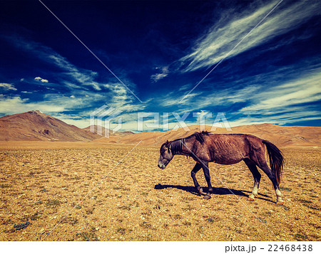 Horse in Himalayas 22468438