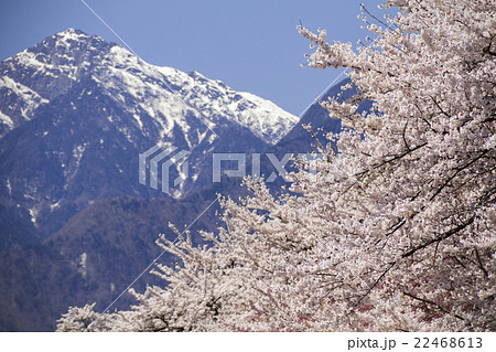 桜と山_甲斐駒ヶ岳_南アルプス 桜と山_甲斐駒ヶ岳_南アルプス 22468613