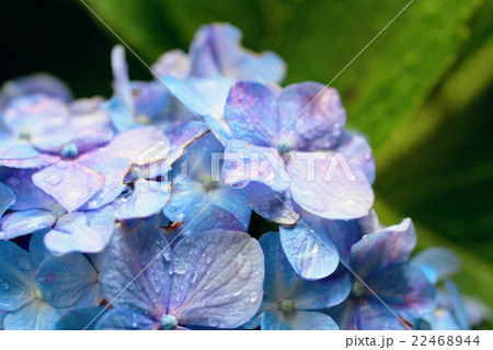 雨上がりの紫陽花の写真素材