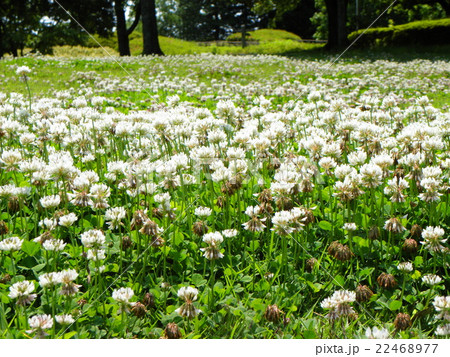 昭和の森の芝生の広場にシロツメグサの白い花の写真素材