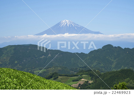 清水吉原の茶畑から望む富士山 22469923