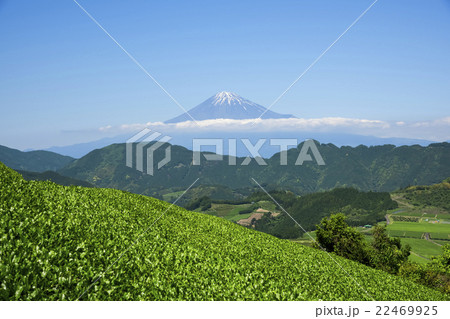 清水吉原の茶畑から望む富士山 清水吉原の茶畑から望む富士山 22469925