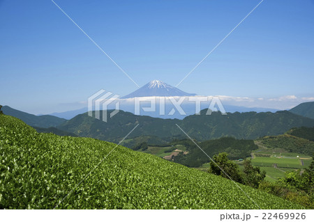 清水吉原の茶畑から望む富士山 清水吉原の茶畑から望む富士山 22469926