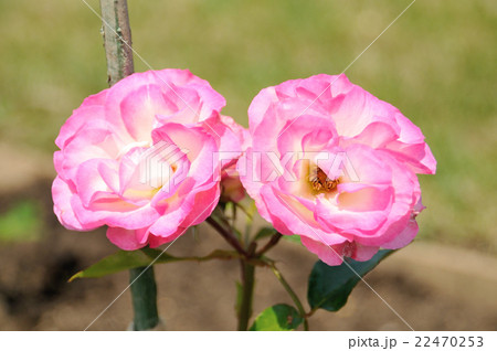 ストロベリーアイス 薔薇 .2 ストロベリーアイス 薔薇 .2 22470253