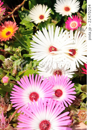 リビングストンデージー.1 リビングストンデージー.1 22470254