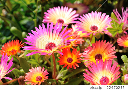 リビングストンデージー　.2 22470255