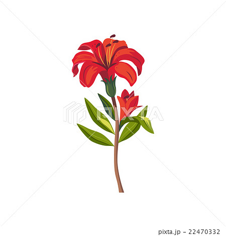 Tiger Lily Hand Drawn Realistic Illustration 22470332