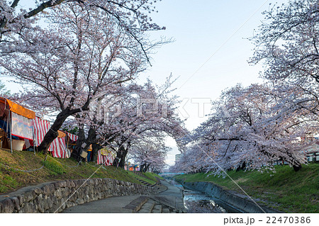 高田千本桜 22470386