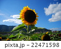 向日葵と空 22471598
