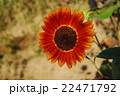赤い向日葵 22471792