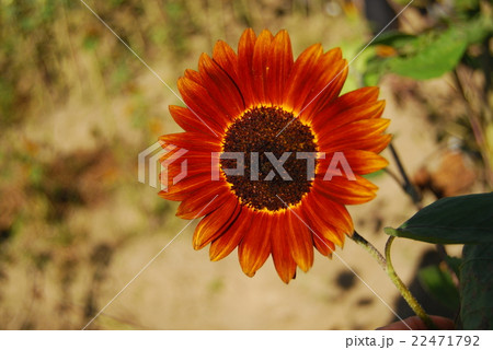 赤い向日葵 22471792